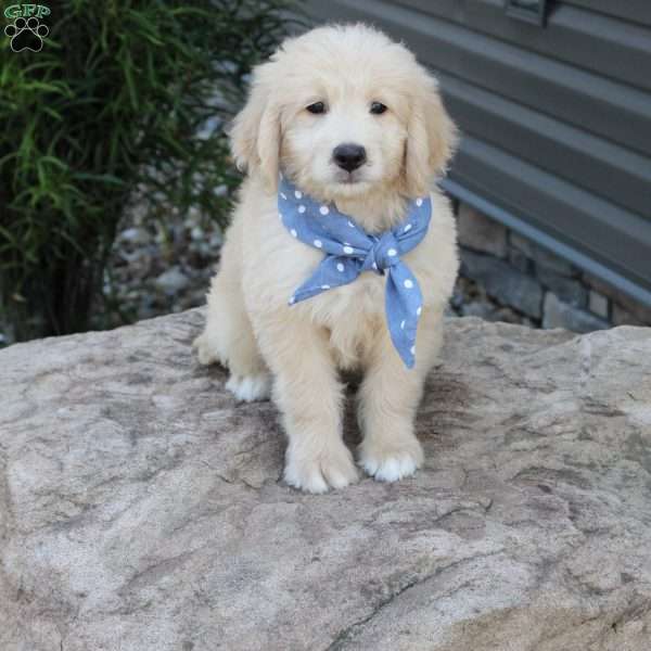 Bay, Mini Goldendoodle Puppy
